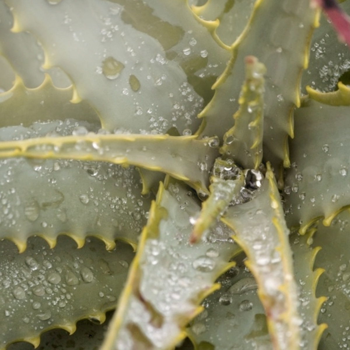 aloe
